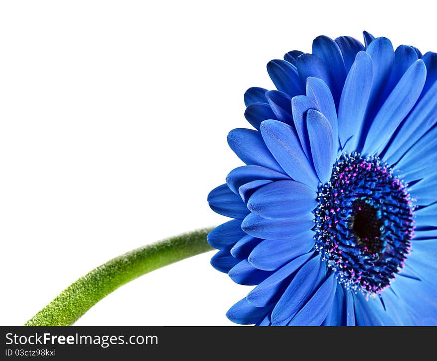 Close Up Abstract Of A Blue Daisy Gerbera