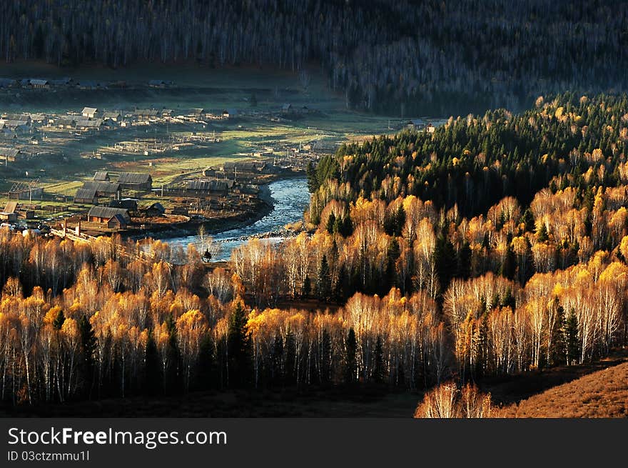 Golden trees,brook and village in Sinkiang, China,in an early autumn morning. Golden trees,brook and village in Sinkiang, China,in an early autumn morning