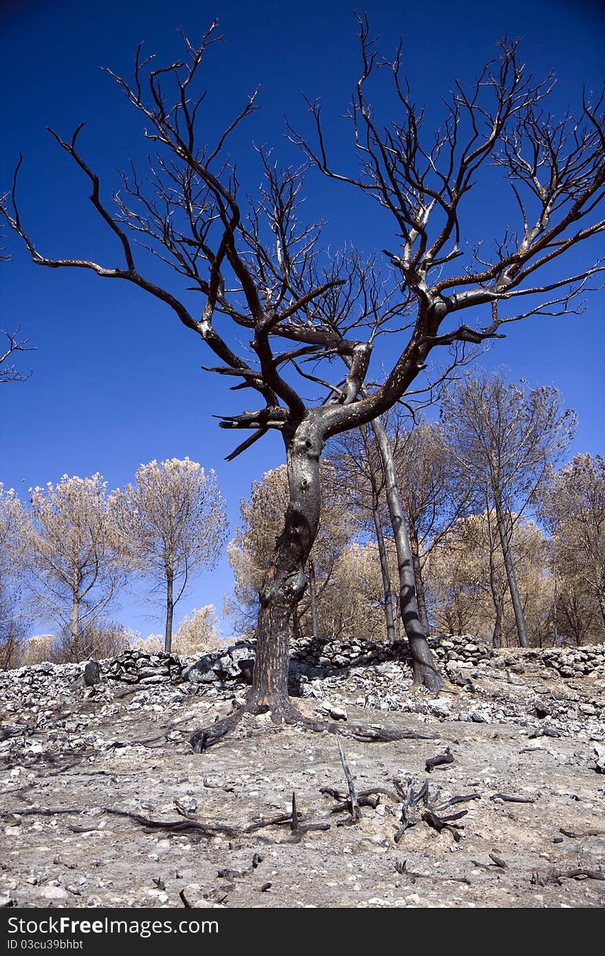 Forest at the Carmel mountain in Israel after fire. Forest at the Carmel mountain in Israel after fire