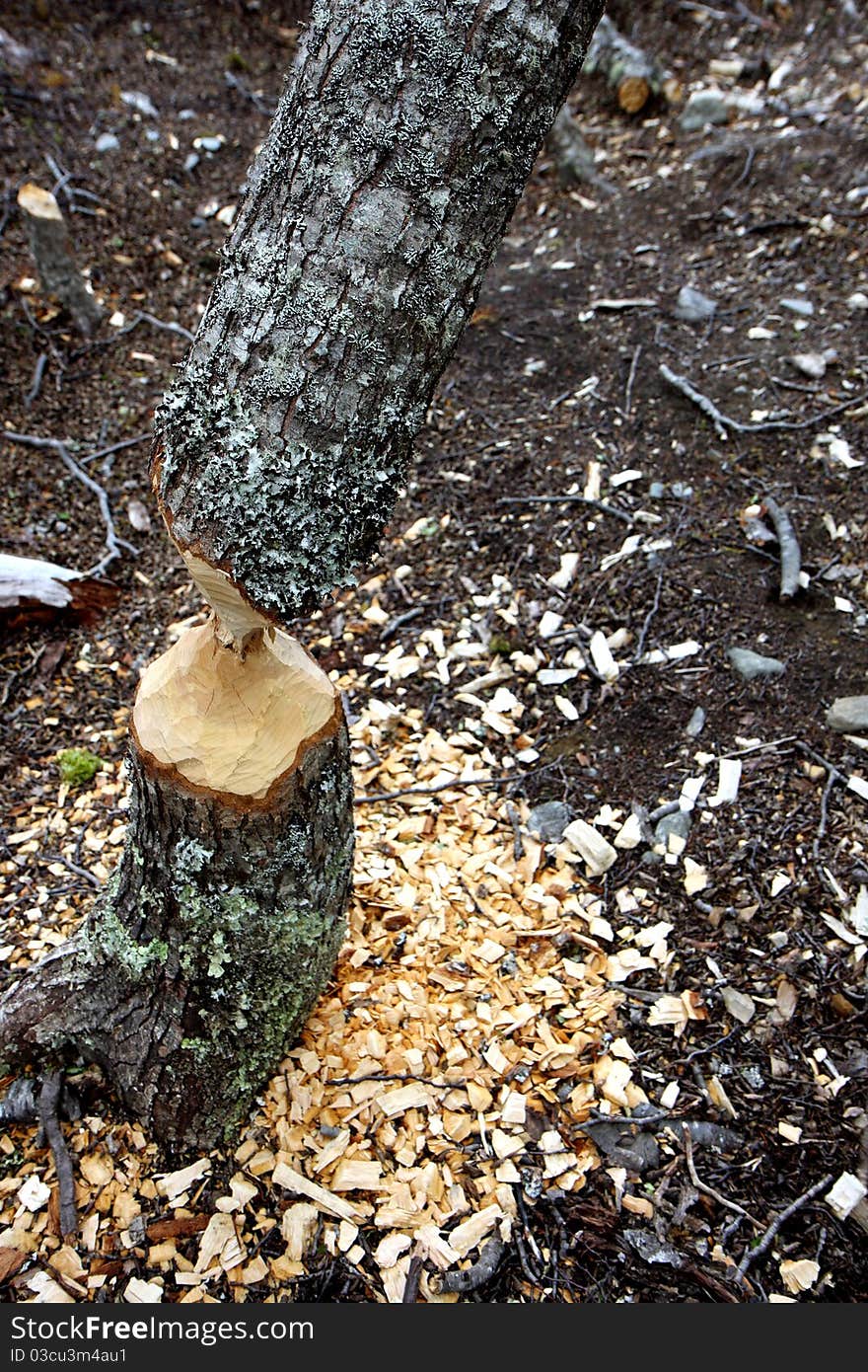 Trees damaged by beavers next to Ushuaia in Argentina. Trees damaged by beavers next to Ushuaia in Argentina