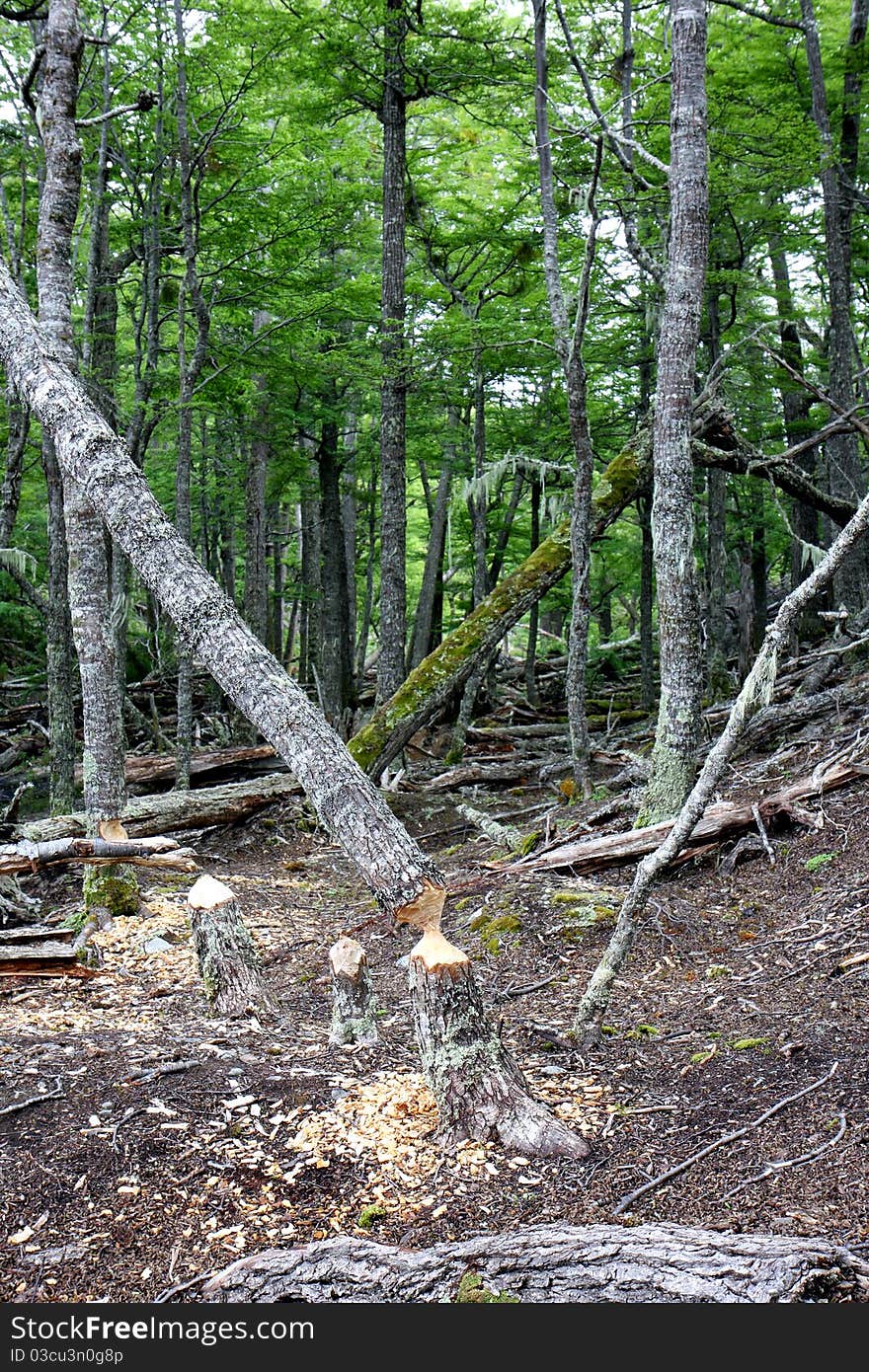 Trees damaged by beavers next to Ushuaia in Argentina. Trees damaged by beavers next to Ushuaia in Argentina