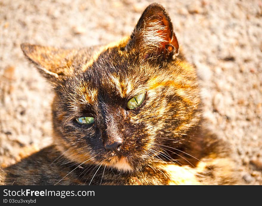 Brown cat portrait