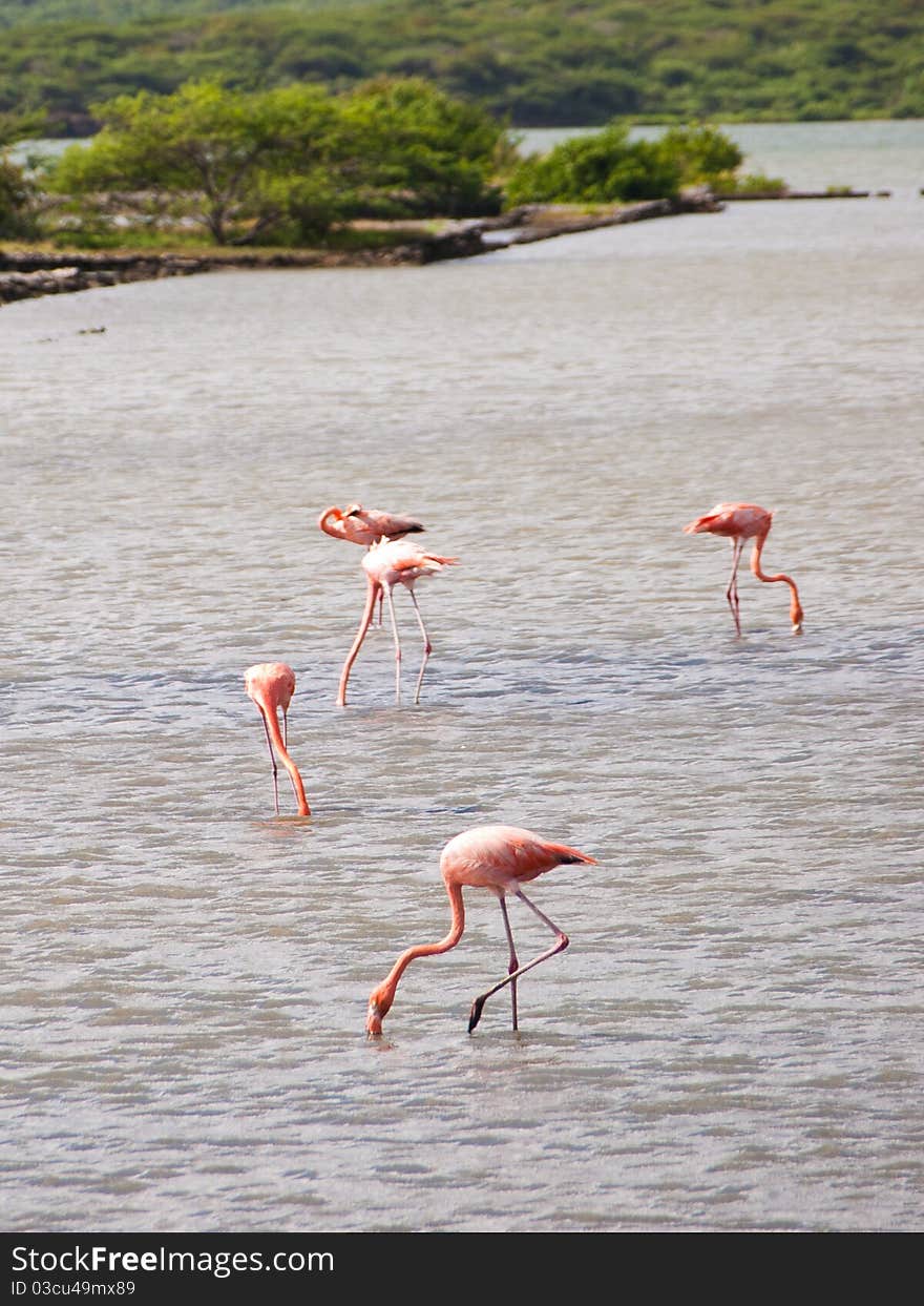 Pink wild flamingos in the water.