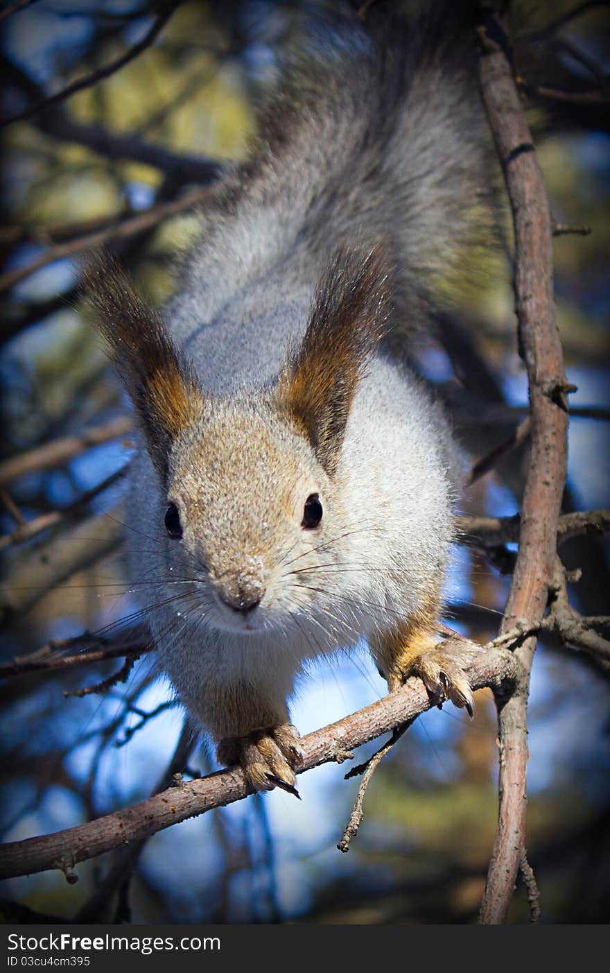 Fluffy small animal on branches