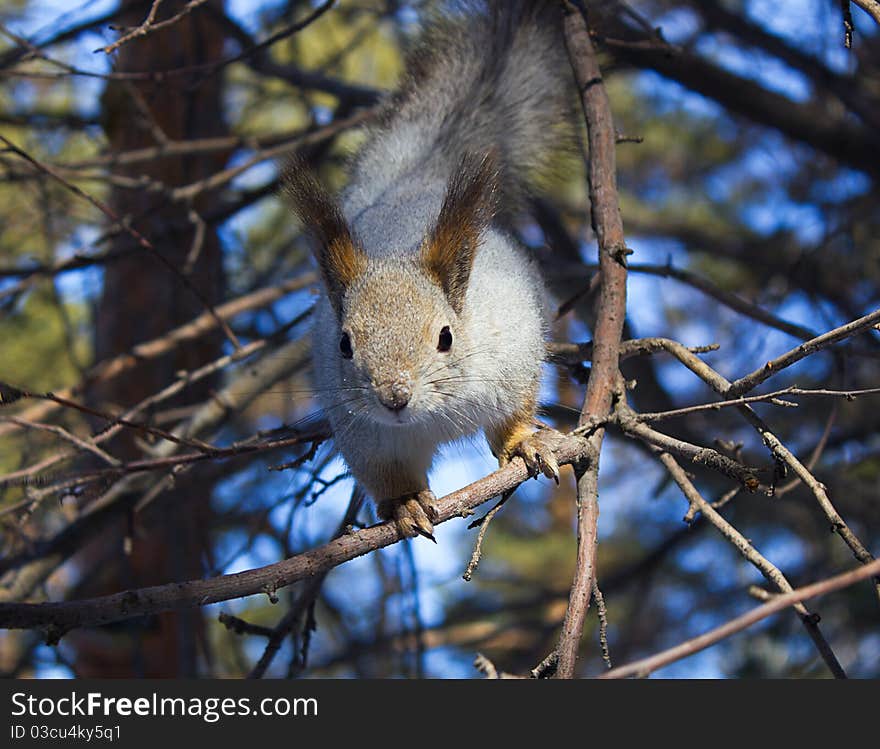 Curious little squirrel on branches. Curious little squirrel on branches