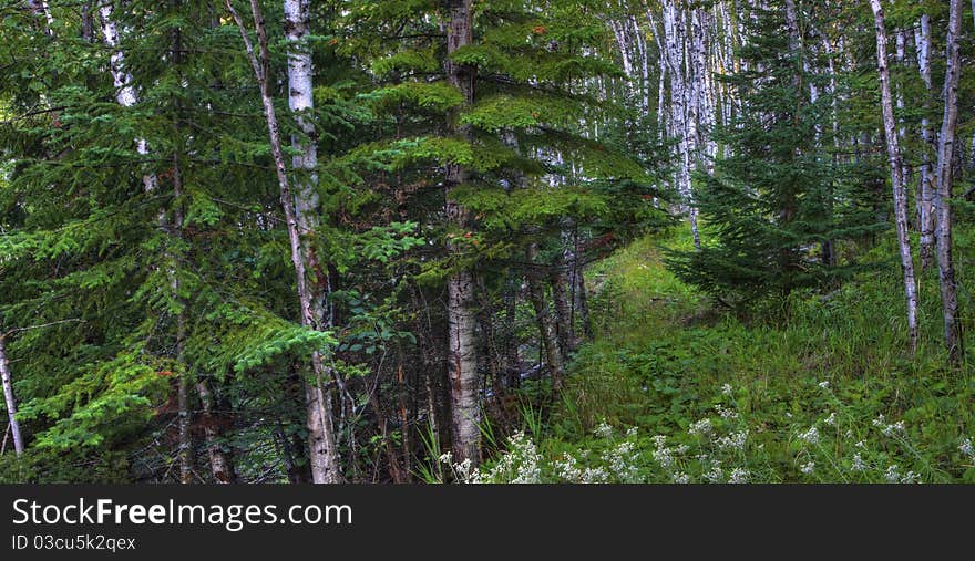 Path winds through the Forest in HDR.