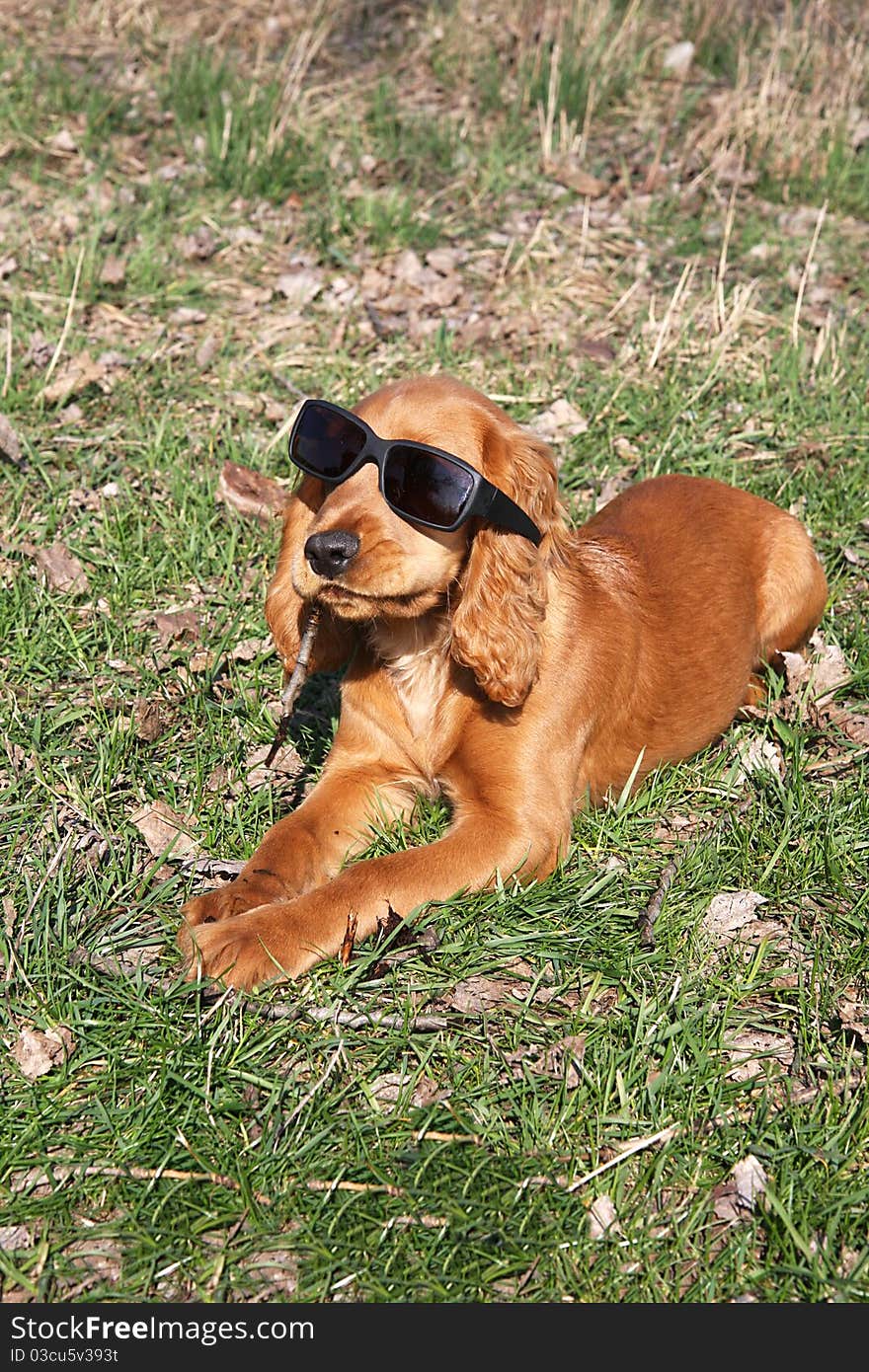 English Cocker Spaniel dog