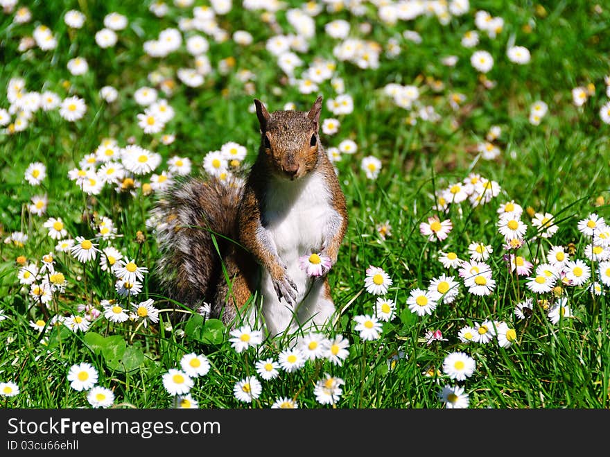 Squirrel With Daisy