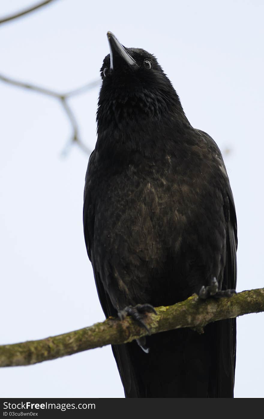 Carrion Crow (Corvus Corone)