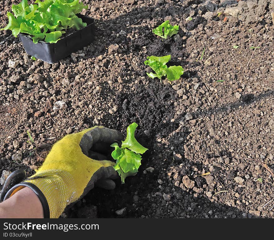 A hand with a garden glove being planting foot salad. A hand with a garden glove being planting foot salad