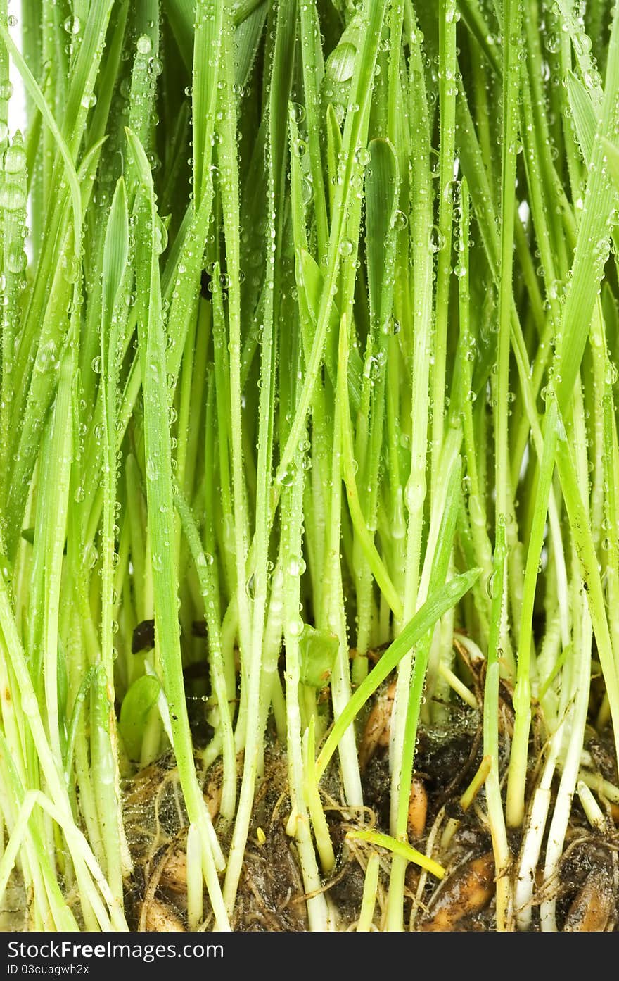 Fresh green grass With water drops close up