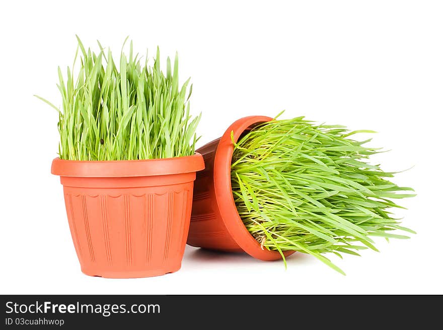 Green grass in a pot isolated on a white