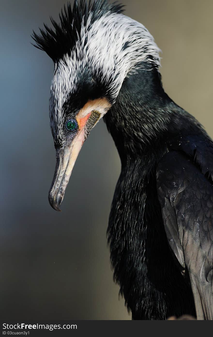 The Great Cormorant is known as the Great Black Cormorant and has blue eyes, looks like an smaragd.