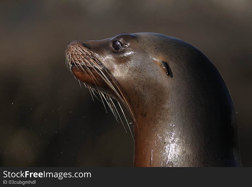 California Sea Lion (Zalophus Californianus)