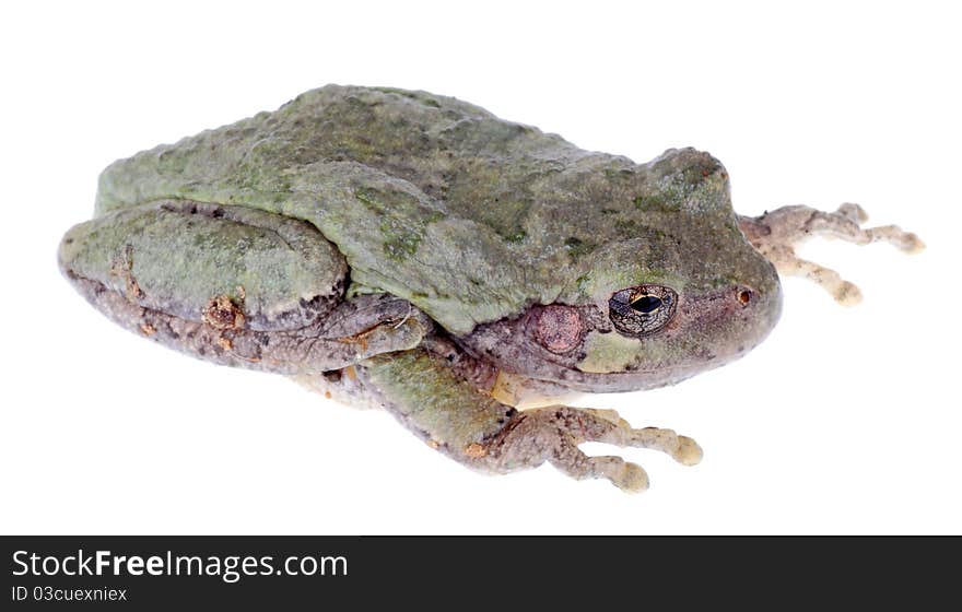 Eastern Gray Treefrog, Hyla versicolor