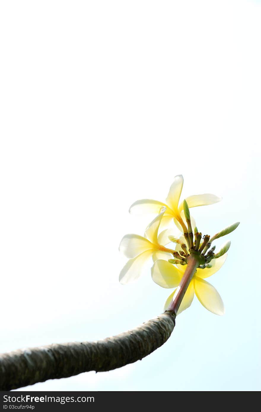 Plumeria flowers on a white background sky