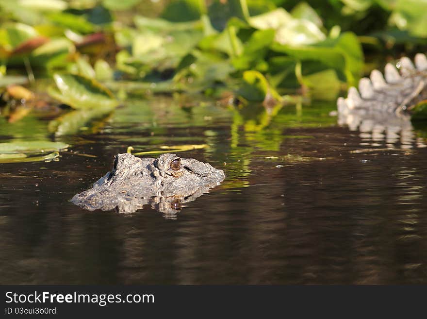 American Alligator (Alligator mississippiensis) swimming on the Suwannee River - Okefenokee Swamp Wildlife Refuge, Georgia. American Alligator (Alligator mississippiensis) swimming on the Suwannee River - Okefenokee Swamp Wildlife Refuge, Georgia