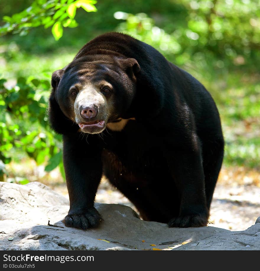 Black Bear Standing in the forest