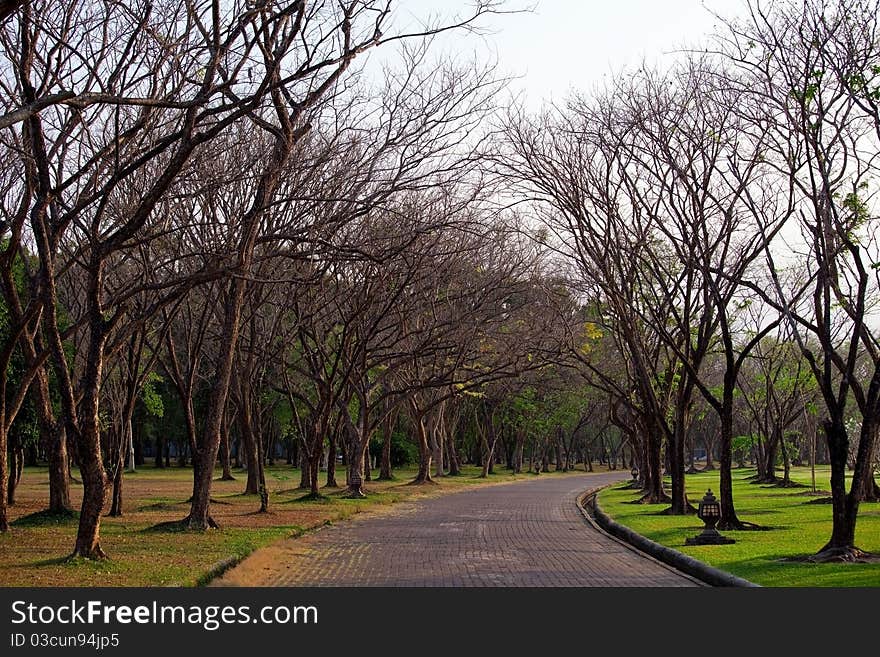 Beautiful autumn wayside trees in Thailand