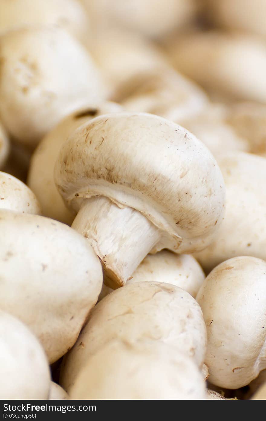 Close up on a especific Mushroom in a pile. Close up on a especific Mushroom in a pile.