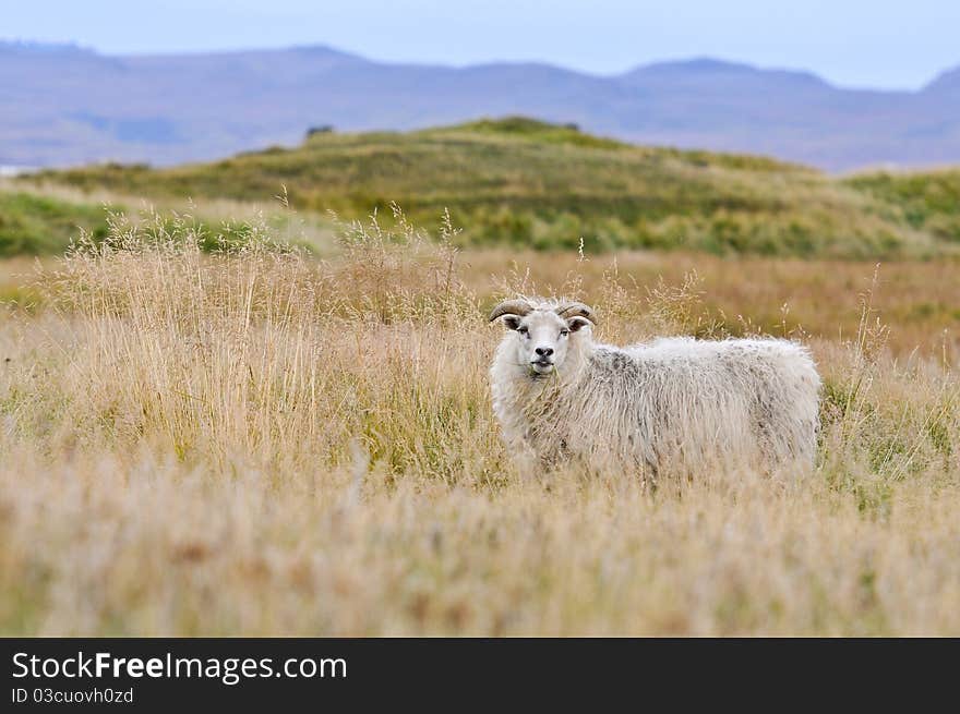 Sheep on iceland in long grass