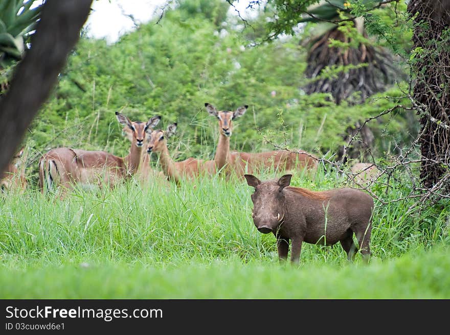 Whartog standing in long grass with impala in the background. Whartog standing in long grass with impala in the background