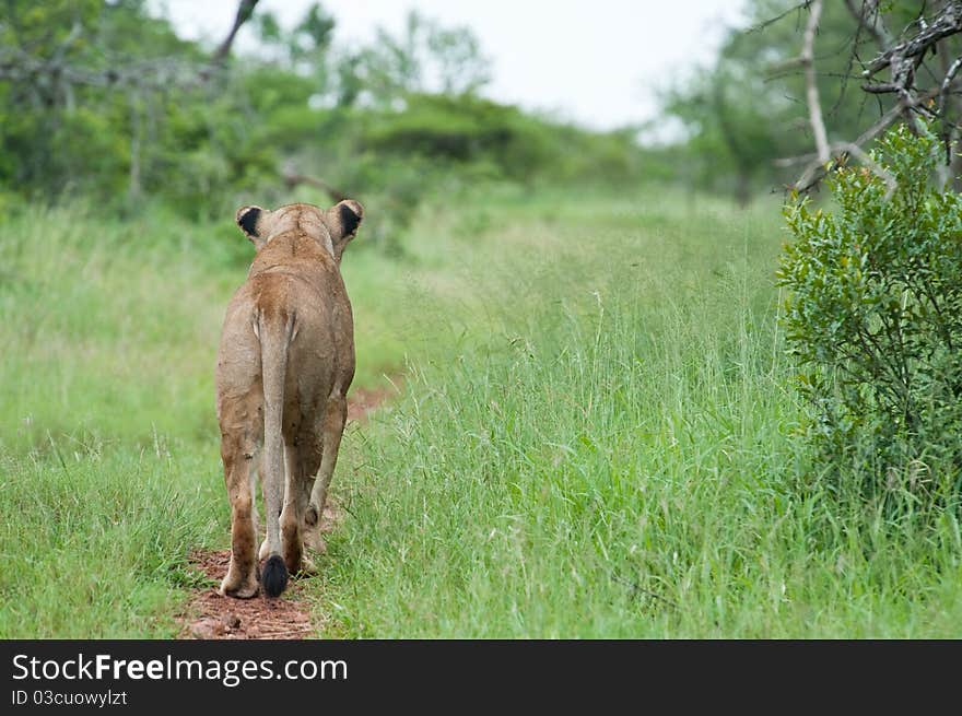 Lioness on the hunt in Thanda - South Africa. Lioness on the hunt in Thanda - South Africa