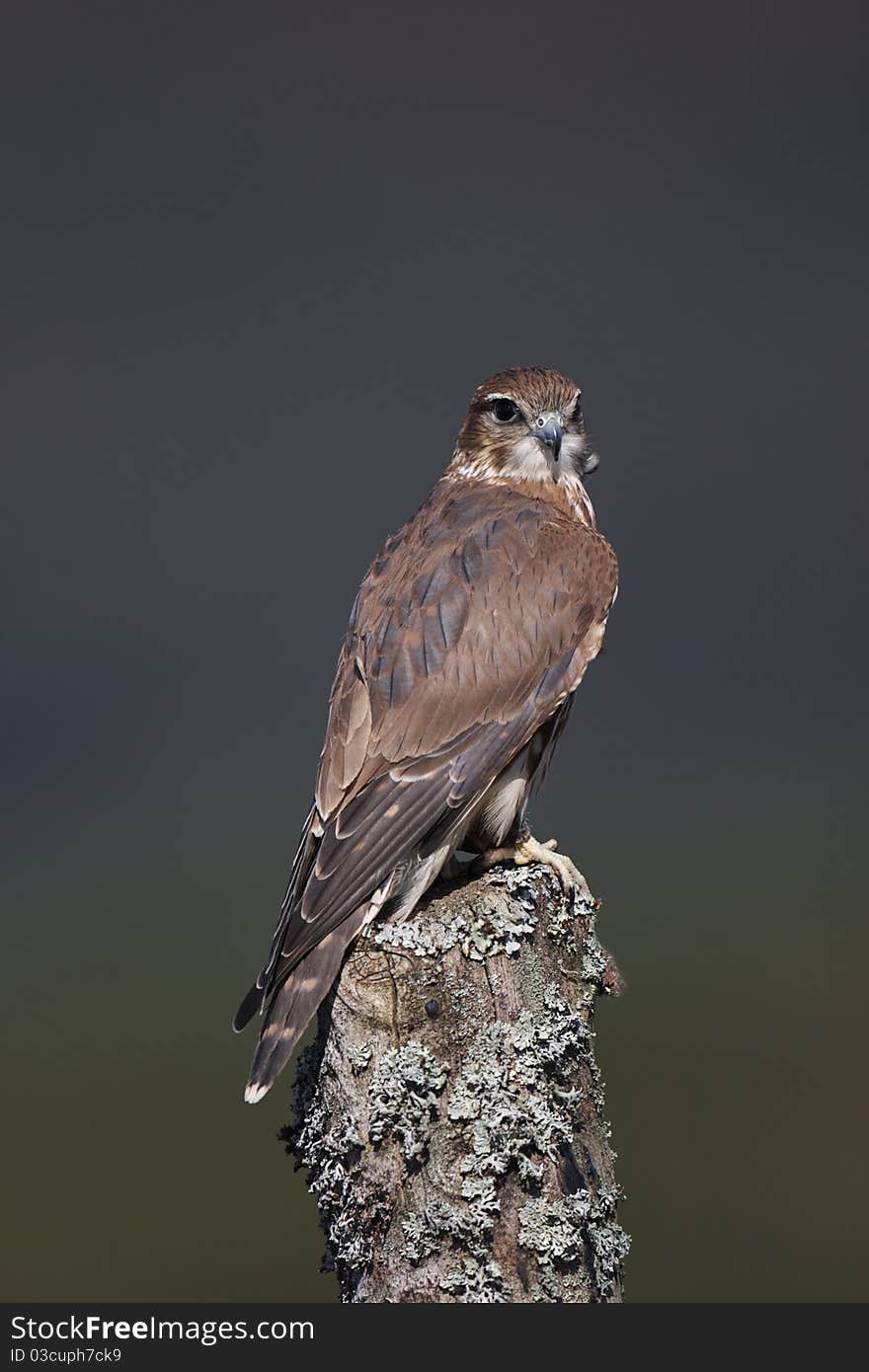 A captive merlin sitting on a post in moorland