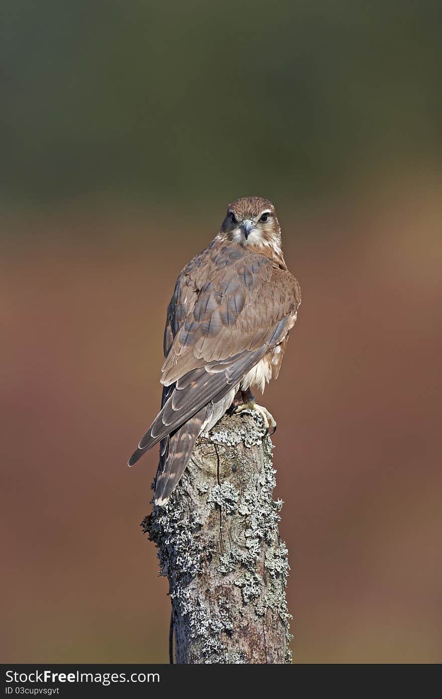 A captive Merlin perched on a post with a green background