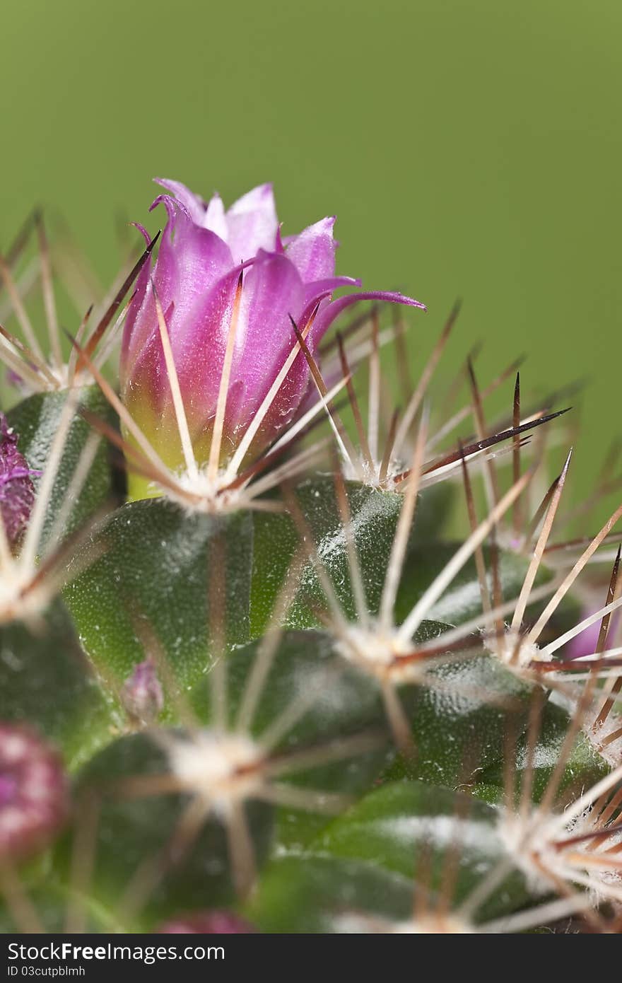 A blossoming cactus, macro photo