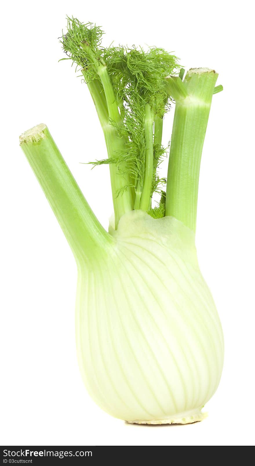 Fresh Fennel Bulb