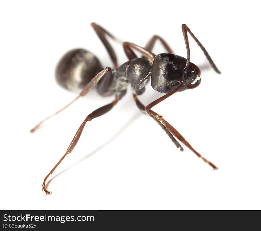 Black garden ant (Lasius niger) isolated on white background. Extreme close-up with high magnification.