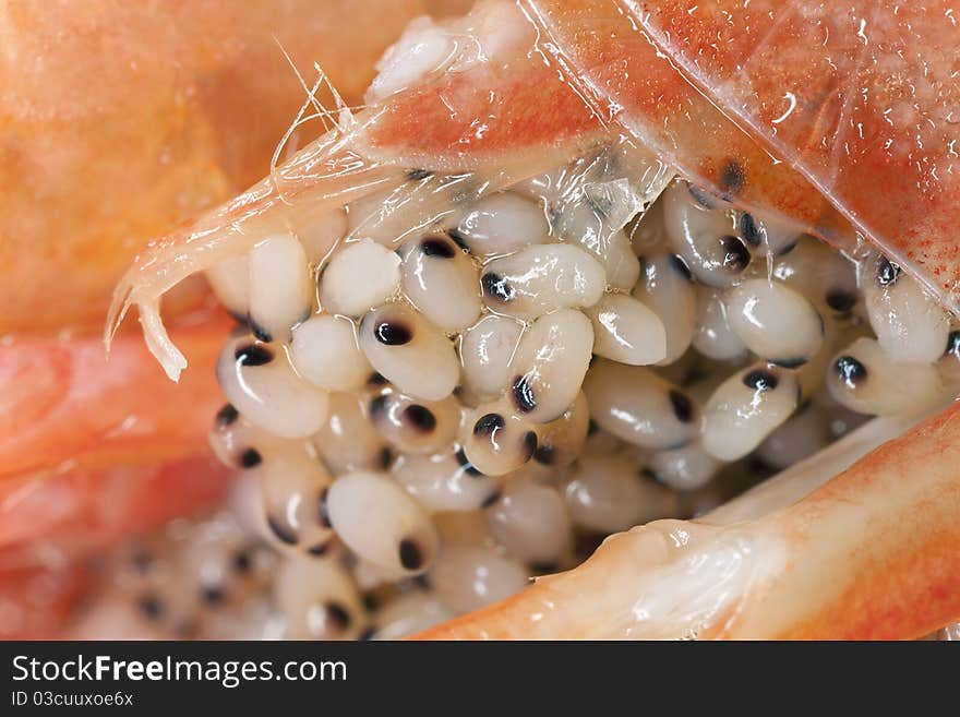 Extreme close up of eggs on shrimp