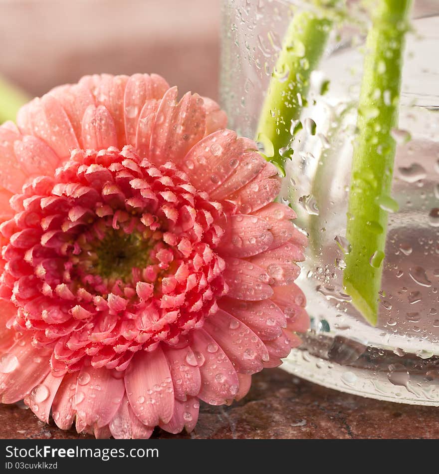 Closeup of beautiful gerbera and glass vase. Closeup of beautiful gerbera and glass vase