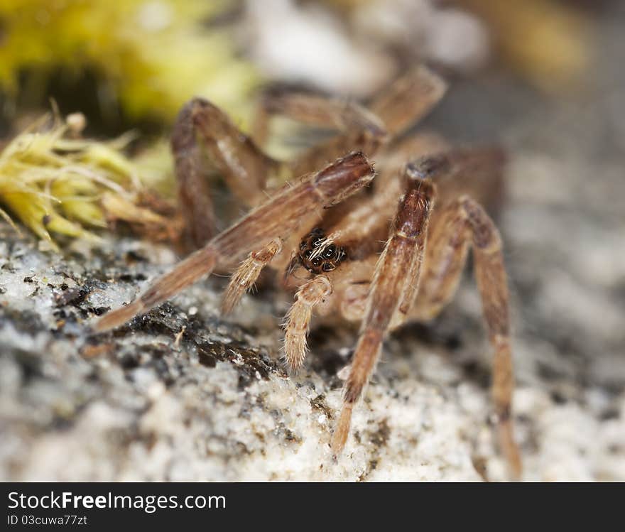 Young wolf spider, extreme close up with extra high magnification, focus on eyes