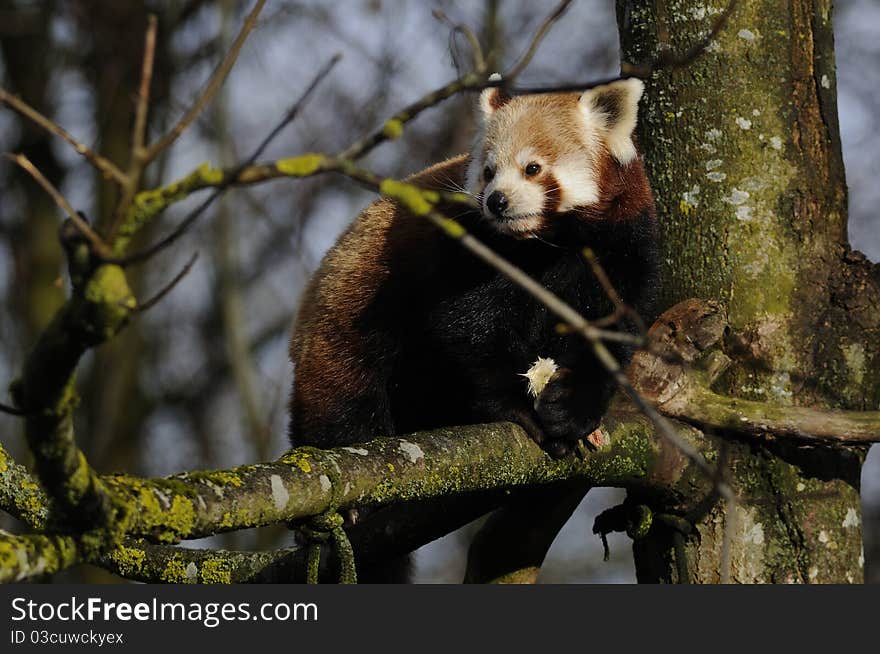 Red Panda (Ailurus fulgens)