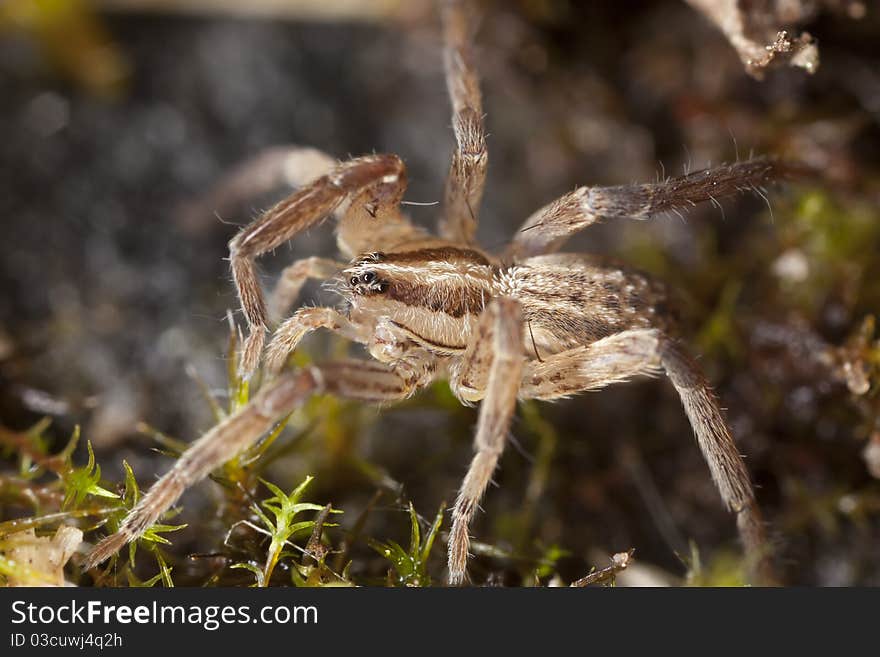 Young wolf spider, extreme close up with extra high magnification, focus on eyes