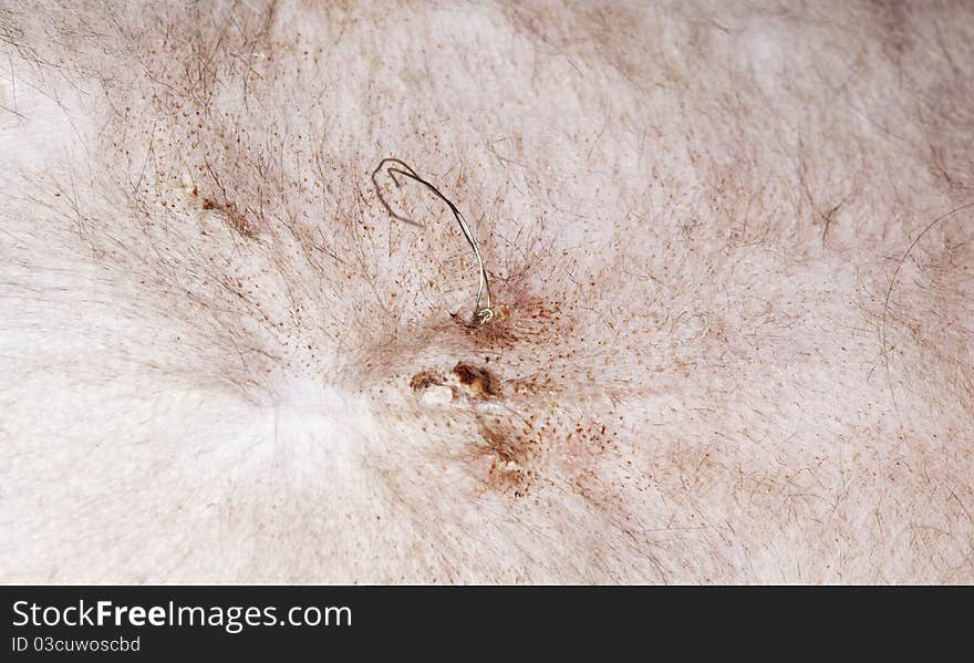 Gut suture on cat after sterilisation