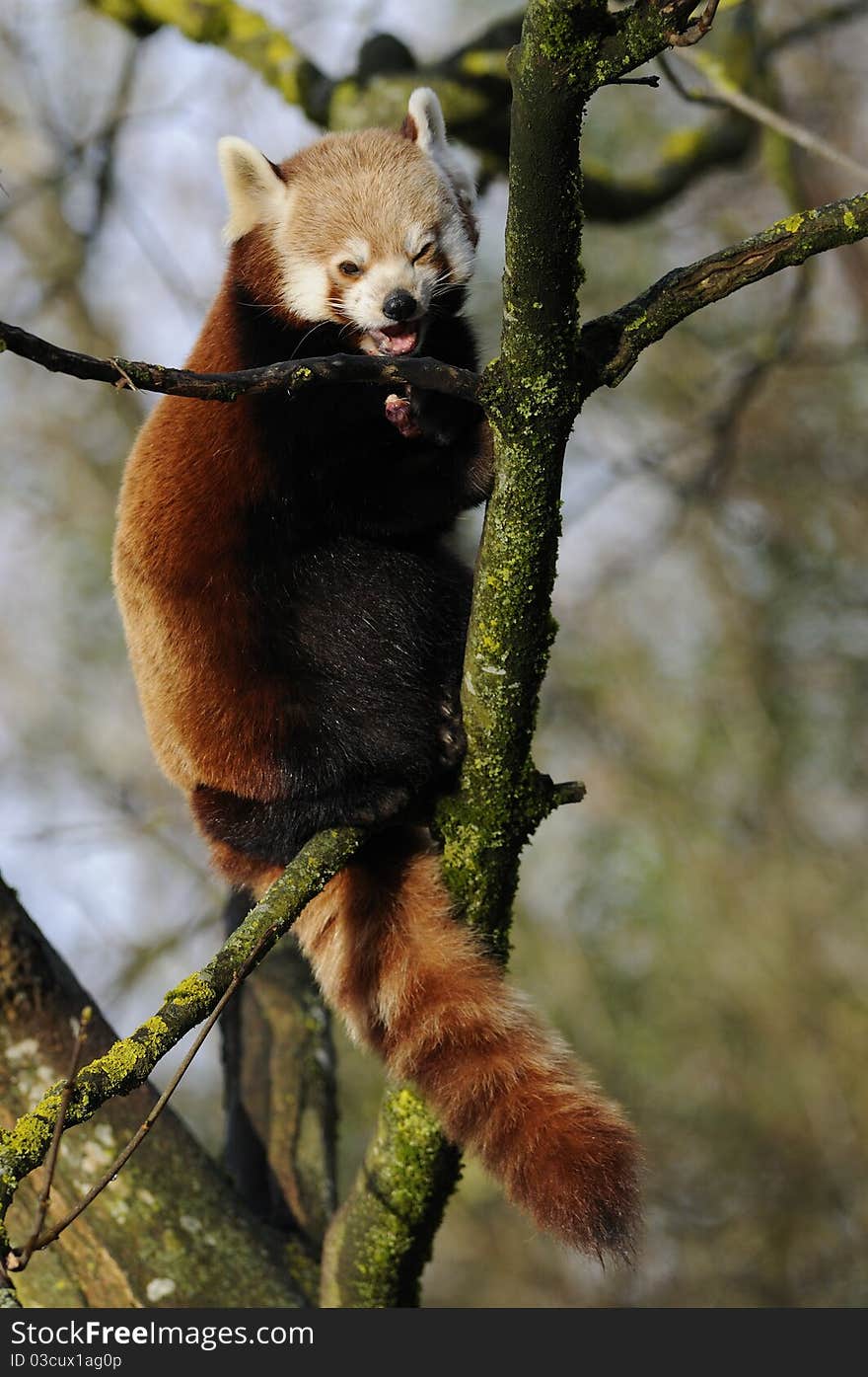 The red panda is also called shining cat and lives in Himalaya. The red panda is also called shining cat and lives in Himalaya.