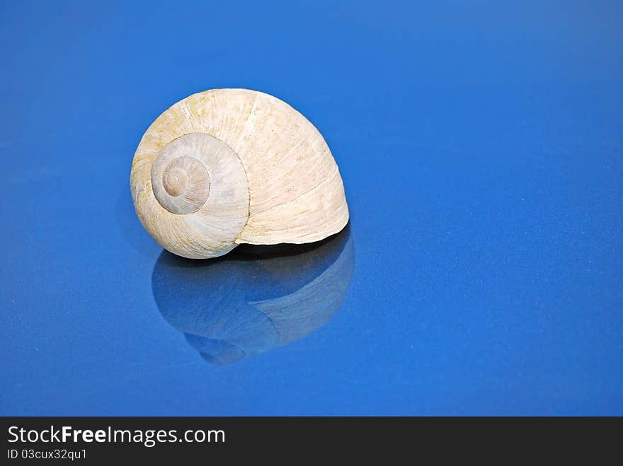 Small shell on a blue background and a mirror vision