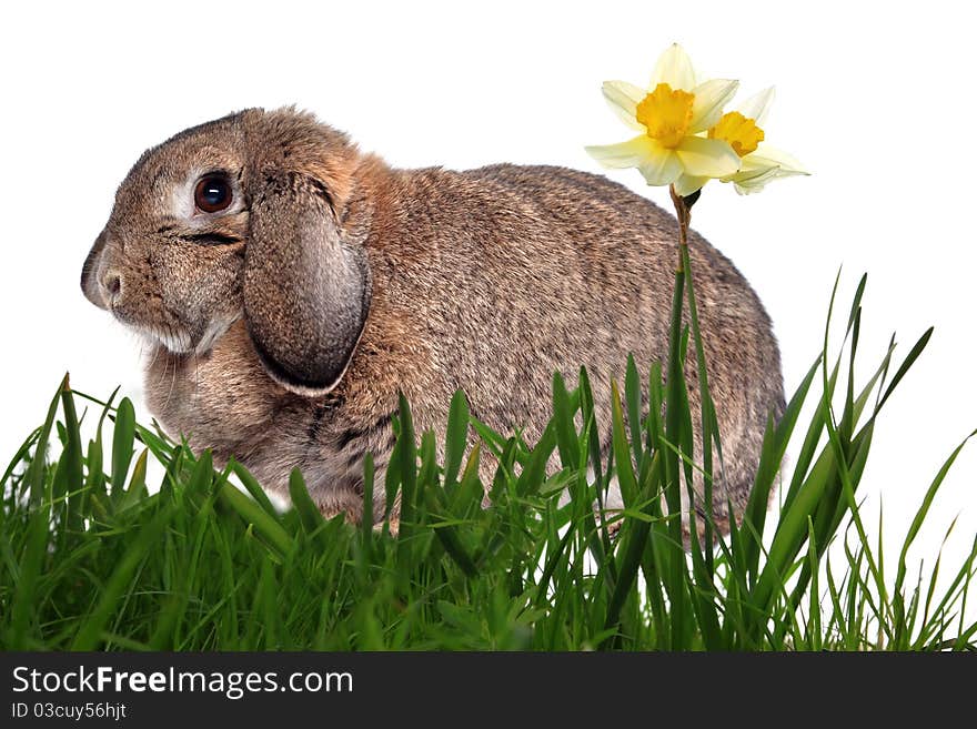 Adorable rabbit in green grass with yellow spring daffodils isolated on white