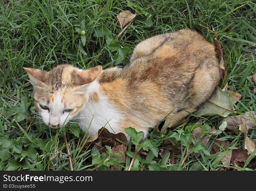 The thai cat lie on green grass