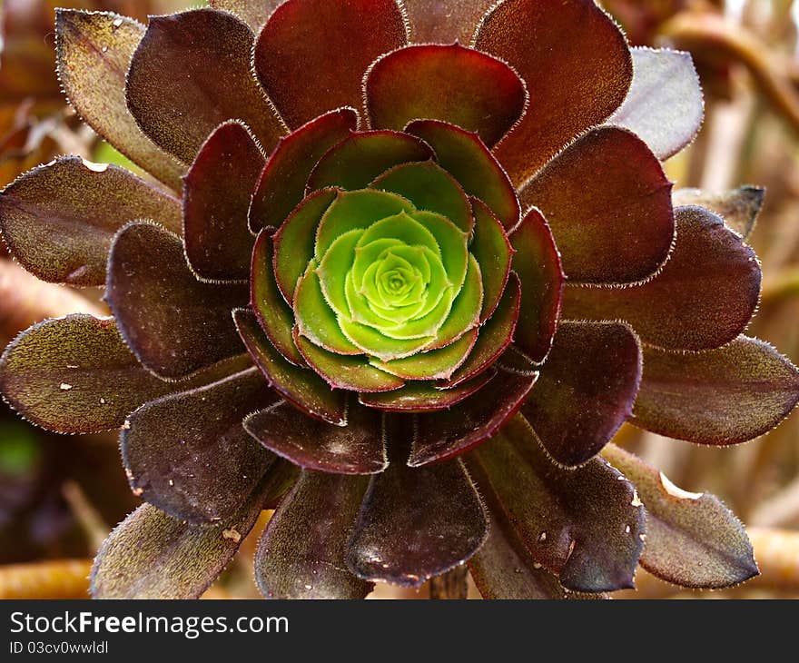 Cactus plant center part like flower