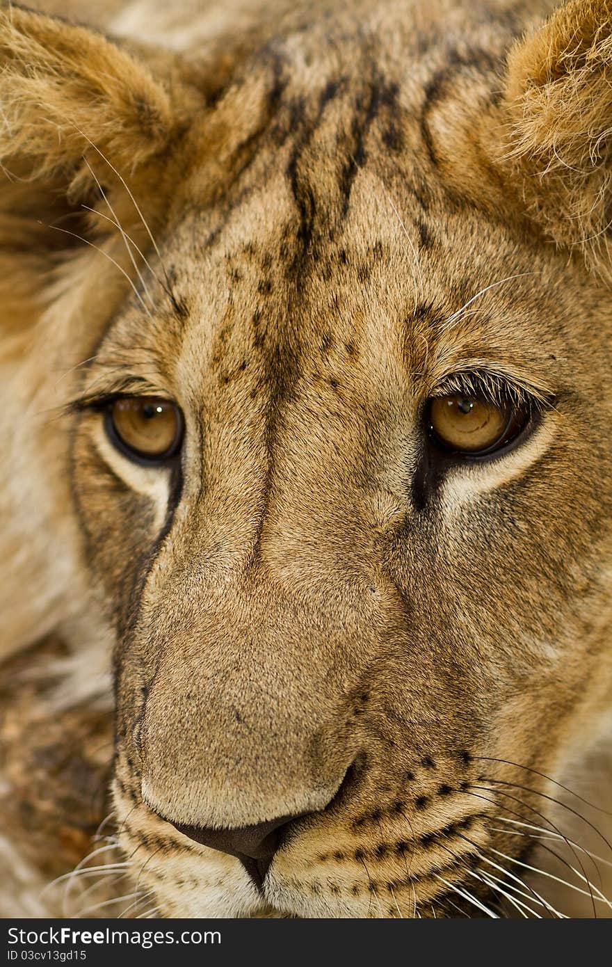 Portrait of the young lion. Portrait of the young lion.