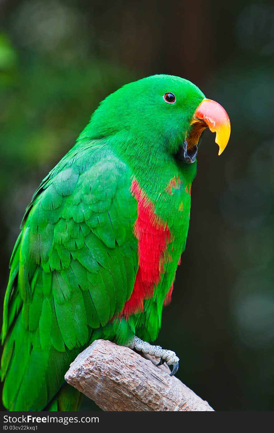 Parrot singing