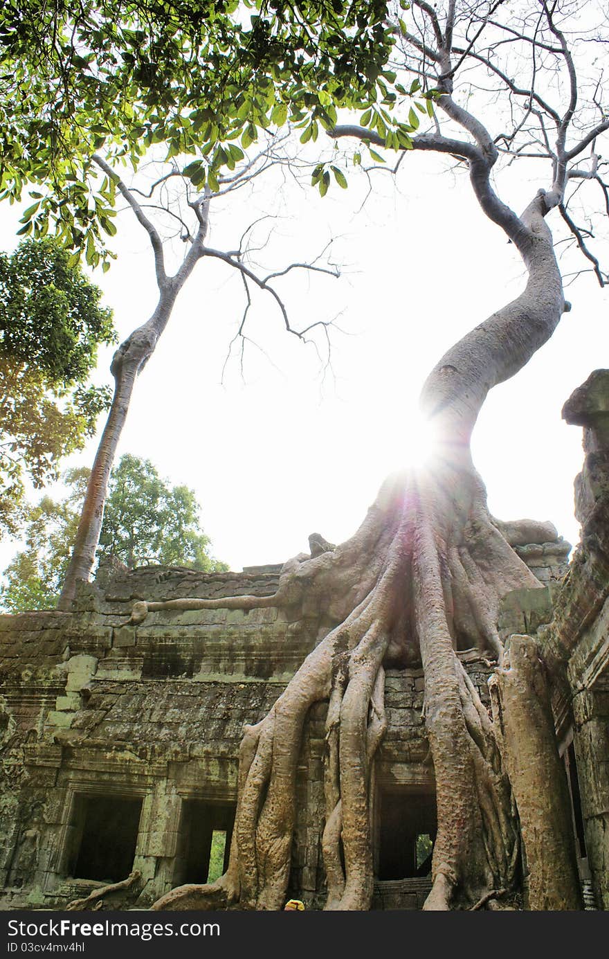 Huge roots on the temple