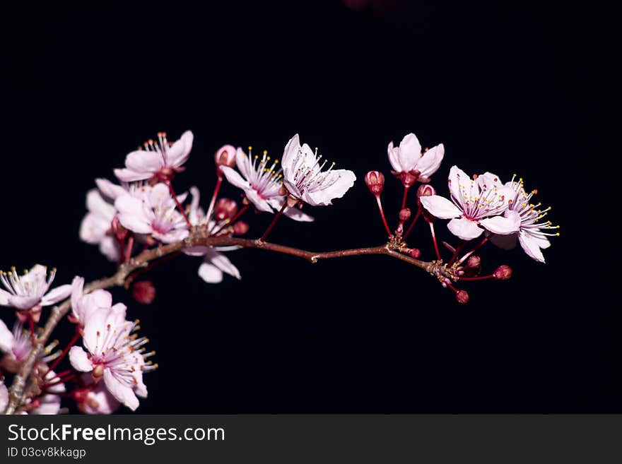 Blooming fruit tree