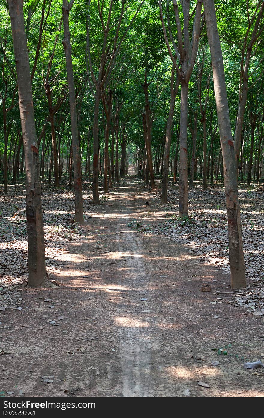 Rubber plantation 2,from Thailand