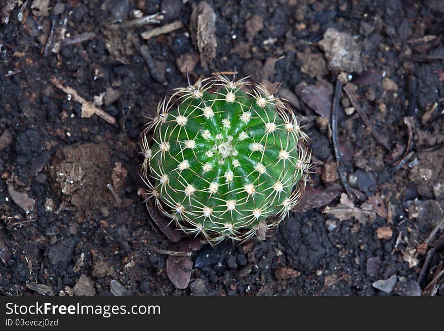 Green cactus from top view