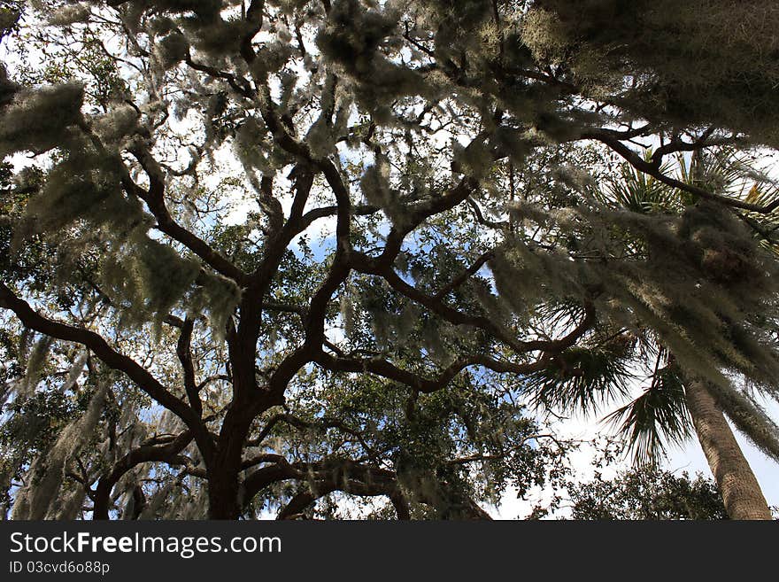 Underneath a tree with spanish moss hanging all around. Underneath a tree with spanish moss hanging all around.